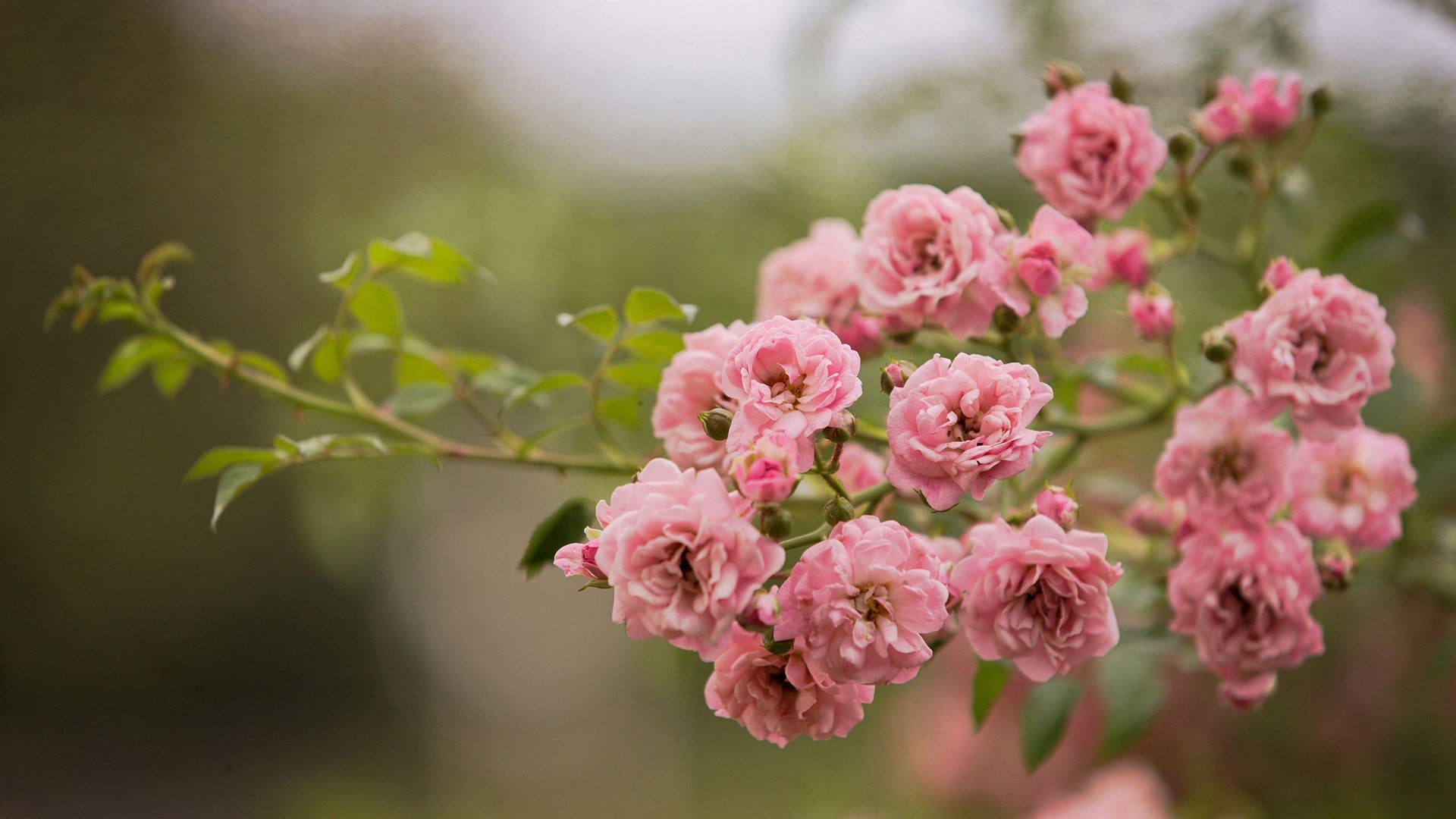 Jardin Luxueux Pas Cher Magasin -Jardin Luxueux Pas Cher Magasin wallpaperflare.com wallpaper 2