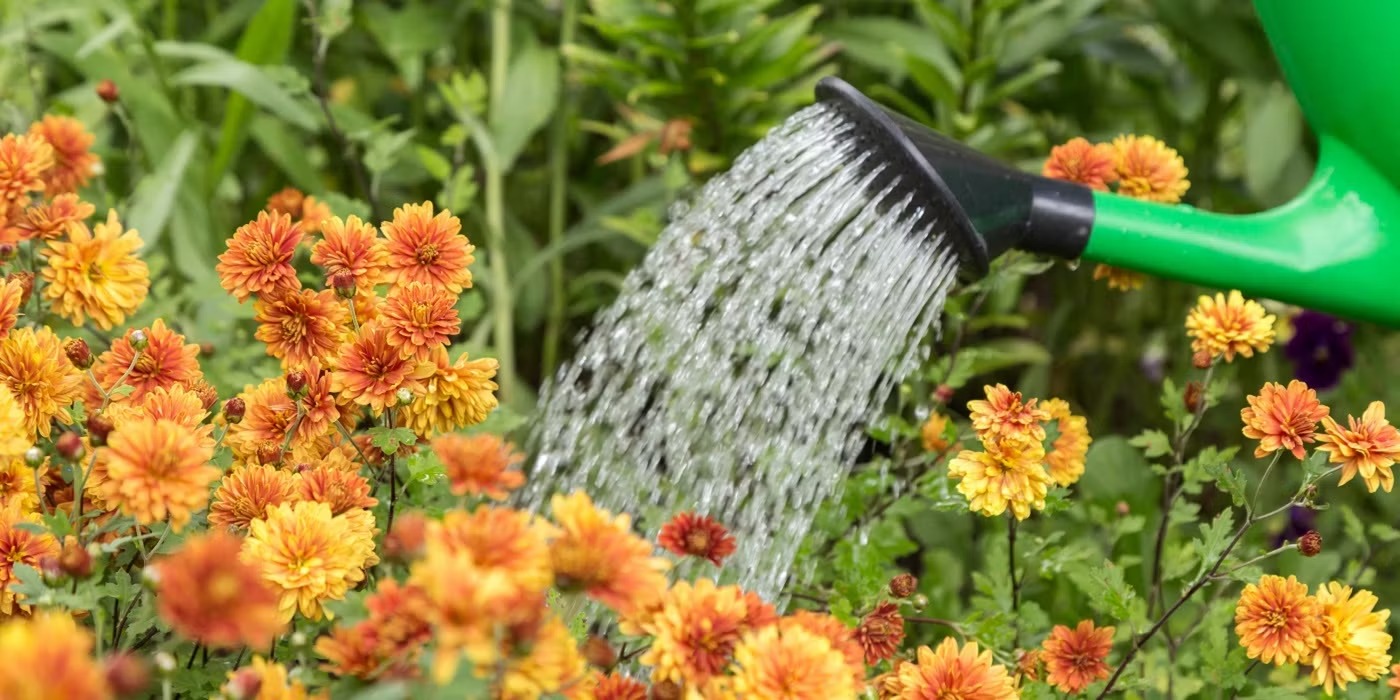 Jardin Luxueux Pas Cher Magasin -Jardin Luxueux Pas Cher Magasin watering flowers in the garden 11zon